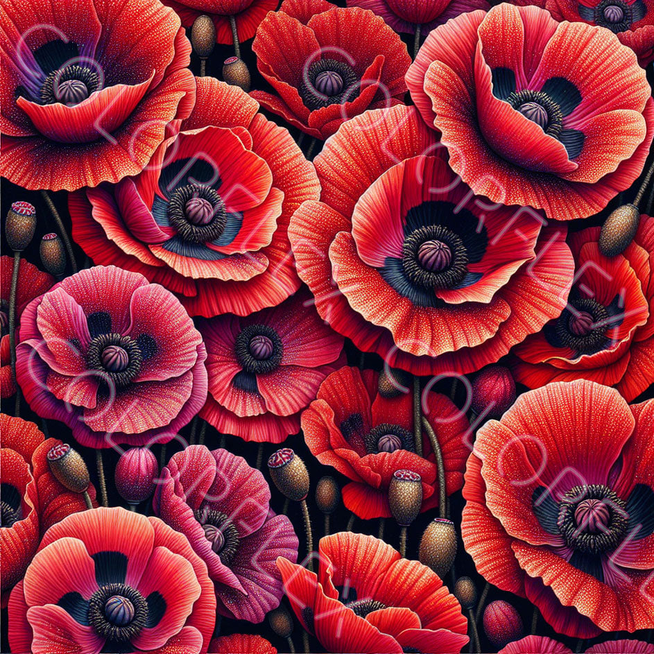 wv-1546 Poppies 1